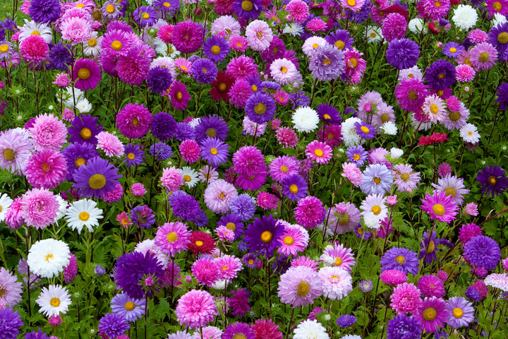 Heirloom China Aster Flower Seeds for Planting – Cottage Garden Essential, Non-GMO, Home Garden Seeds