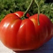 Vegetable Seeds,Garden seeds, Seeds For Planting,Plant Seeds