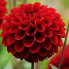 Red Dahlia Flower Seeds for Planting – Heirloom, Non-GMO, High Germination Garden Seeds