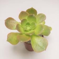 Flower Seeds, Seeds,Seeds For Planting,Plant Seeds
