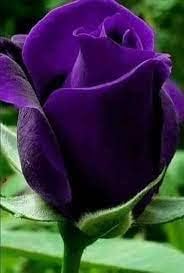Flower Seeds, Seeds,Seeds For Planting,Plant Seeds