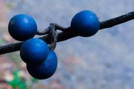 Rudraksha fruit seeds for planting – Heirloom & Non-GMO Garden seeds