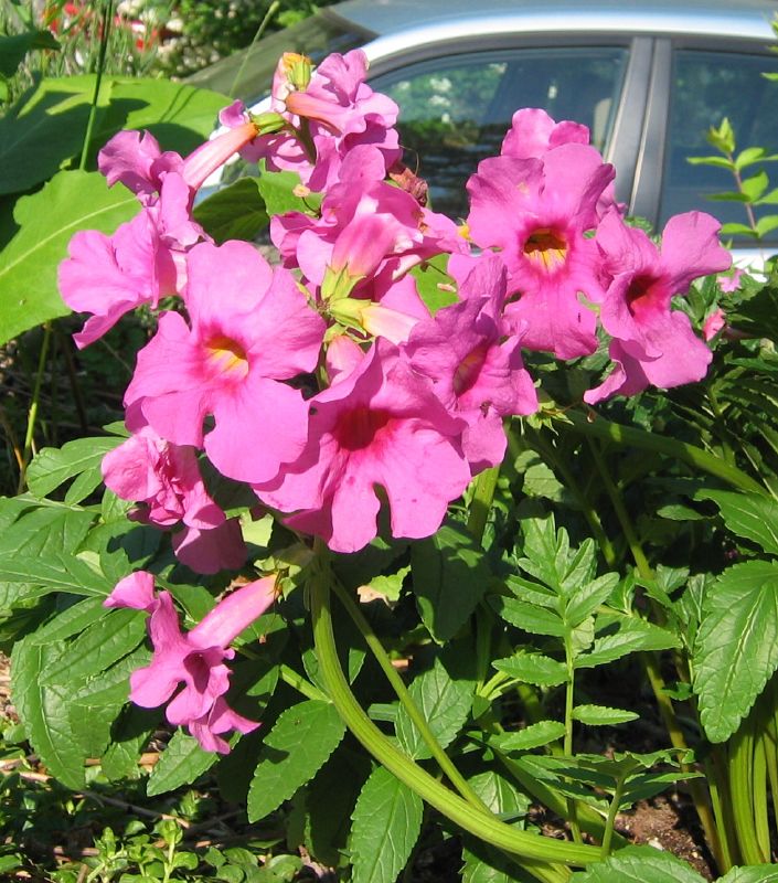 Flower Seeds, Seeds,Seeds For Planting,Plant Seeds