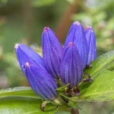 Flower Seeds, Seeds,Seeds For Planting,Plant Seeds