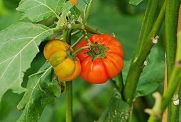 Vegetable Seeds,Garden seeds, Seeds For Planting,Plant Seeds