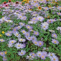 Blue Frikartii Flower Seeds for Planting – Heirloom, Non-GMO, High Germination Organic Garden Seeds