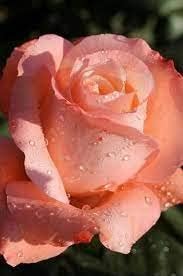 Flower Seeds, Seeds,Seeds For Planting,Plant Seeds