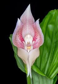 Flower Seeds, Seeds,Seeds For Planting,Plant Seeds