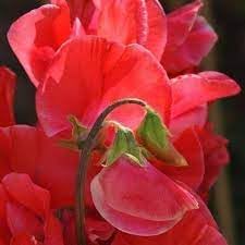 Flower Seeds, Seeds,Seeds For Planting,Plant Seeds