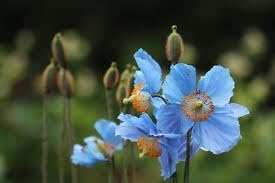 Flower Seeds, Seeds,Seeds For Planting,Plant Seeds