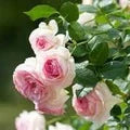 Pink White Climbing Rose Seeds for Planting – Heirloom, Non-GMO, Long Bloom Season, High Germination