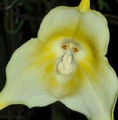 Flower Seeds, Seeds,Seeds For Planting,Plant Seeds