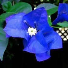 Flower Seeds, Seeds,Seeds For Planting,Plant Seeds