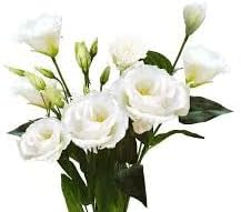 Flower Seeds, Seeds,Seeds For Planting,Plant Seeds