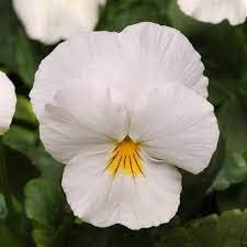 Flower Seeds, Seeds,Seeds For Planting,Plant Seeds