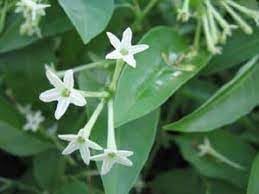 Flower Seeds, Seeds,Seeds For Planting,Plant Seeds