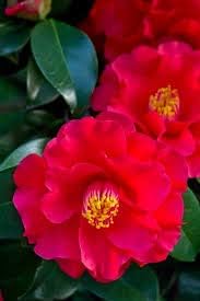 Flower Seeds, Seeds,Seeds For Planting,Plant Seeds