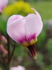 Flower Seeds, Seeds,Seeds For Planting,Plant Seeds