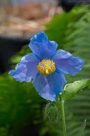 Flower Seeds, Seeds,Seeds For Planting,Plant Seeds