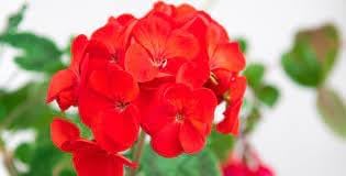 Flower Seeds, Seeds,Seeds For Planting,Plant Seeds