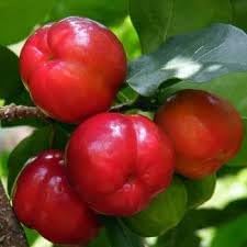 Fruit Seeds,Garden seeds, Seeds For Planting,Plant Seeds