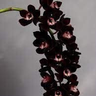 Flower Seeds, Seeds,Seeds For Planting,Plant Seeds