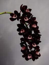 Flower Seeds, Seeds,Seeds For Planting,Plant Seeds