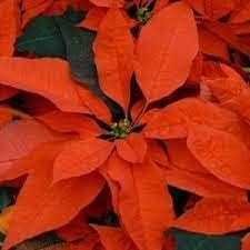 Flower Seeds, Seeds,Seeds For Planting,Plant Seeds