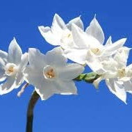 Flower Seeds, Seeds,Seeds For Planting,Plant Seeds
