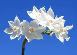 Flower Seeds, Seeds,Seeds For Planting,Plant Seeds