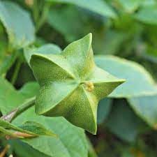 Fruit Seeds,Garden seeds, Seeds For Planting,Plant Seeds