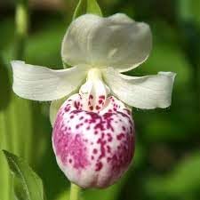 Flower Seeds, Seeds,Seeds For Planting,Plant Seeds