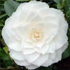 Flower Seeds, Seeds,Seeds For Planting,Plant Seeds