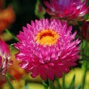 Flower Seeds, Seeds,Seeds For Planting,Plant Seeds