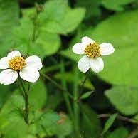 Flower Seeds, Seeds,Seeds For Planting,Plant Seeds