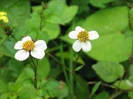 Flower Seeds, Seeds,Seeds For Planting,Plant Seeds