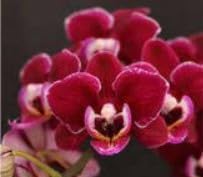 Burgundy White Phalaenopsis Orchids Seeds for Planting - 100 pcs - Easy to Grow, Heirloom & GMO Free Seeds for Home Garden