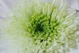 Flower Seeds, Seeds,Seeds For Planting,Plant Seeds