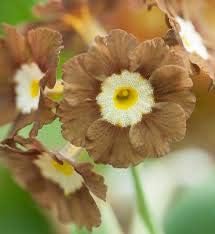 Flower Seeds, Seeds,Seeds For Planting,Plant Seeds