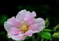 Baby Pink Hibiscus Flower Seeds for Planting – Heirloom, Non-GMO Long-Bloom Organic Garden Seeds