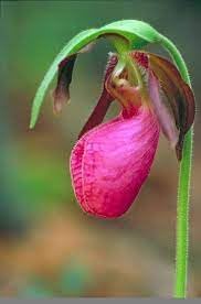 Flower Seeds, Seeds,Seeds For Planting,Plant Seeds
