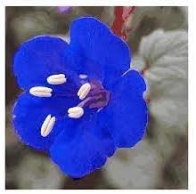 Flower Seeds, Seeds,Seeds For Planting,Plant Seeds