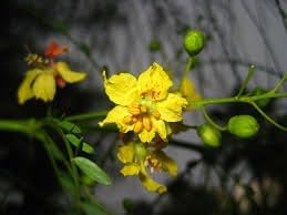 Flower Seeds, Seeds,Seeds For Planting,Plant Seeds