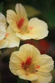 Flower Seeds, Seeds,Seeds For Planting,Plant Seeds