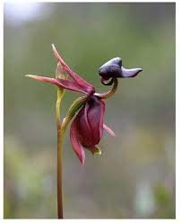Flying Duck Orchid Purple Flower Seeds for Planting – Heirloom, Non-GMO, High Germination Organic Garden Seeds