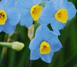 Flower Seeds, Seeds,Seeds For Planting,Plant Seeds