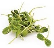 Flower Seeds, Seeds,Seeds For Planting,Plant Seeds