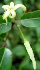 Flower Seeds, Seeds,Seeds For Planting,Plant Seeds