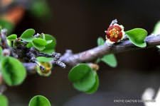 Flower Seeds, Seeds,Seeds For Planting,Plant Seeds