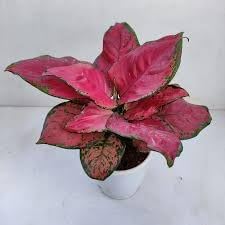 Flower Seeds, Seeds,Seeds For Planting,Plant Seeds